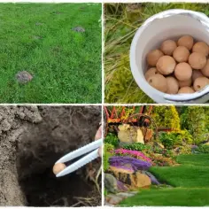 Kret na działce? Zobacz, jak pozbyć się kreta z działki, stosując naturalne metody. Wsypujemy kulki do kopca.