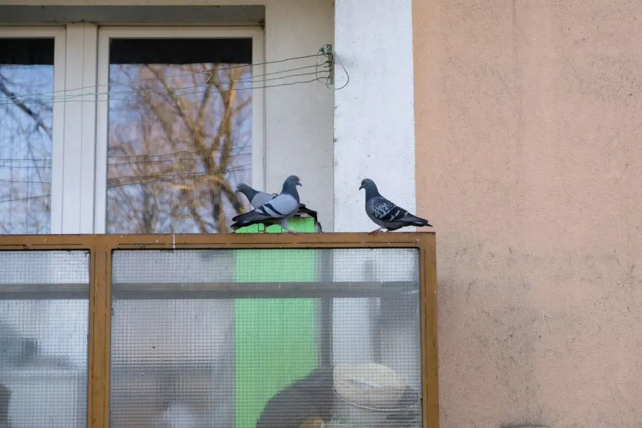 Gołębie na balkonie, być może uciekają przed zapachem, jakiego nie lubią.